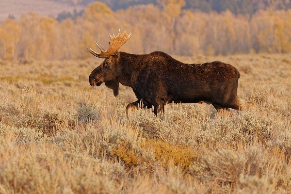 Jones, Adam 아티스트의 Bull moose in autumn-Grand Teton National Park-Wyoming작품입니다.